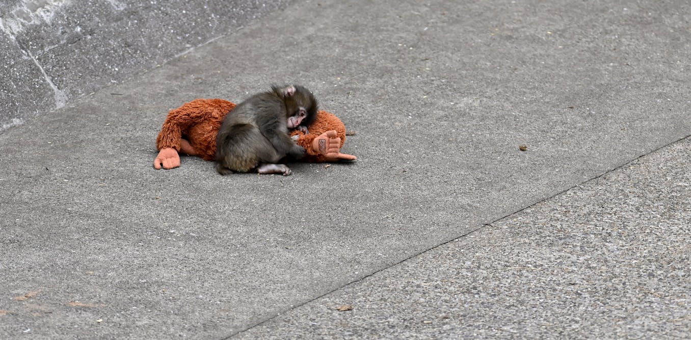 Punch the Macaque: From Abandoned to Viral Zoo Sensation